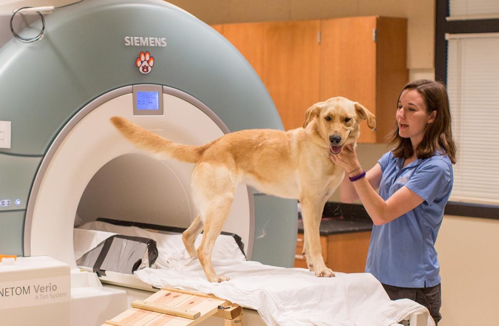Student working with dog outside of MRI machine
